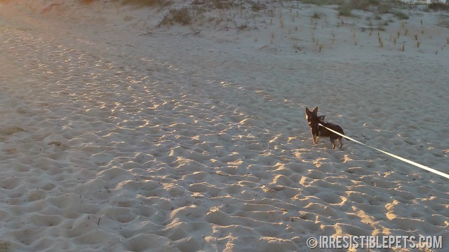 Chuy Chihuahua Sandbridge GoPro