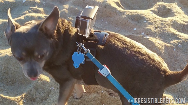 DIY GoPro Chihuahua Harness