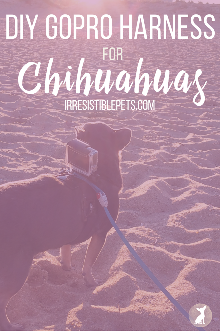 DIY GoPro Harness for Chihuahuas by IrresistiblePets.com 